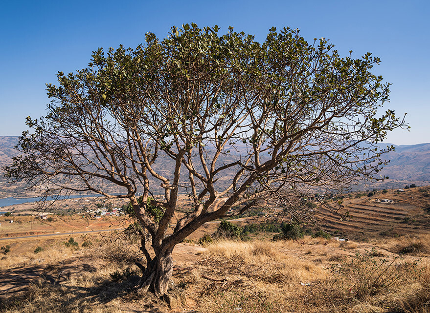 Les bienfaits de la Boswellia