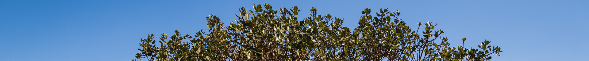 Boswellia desktop