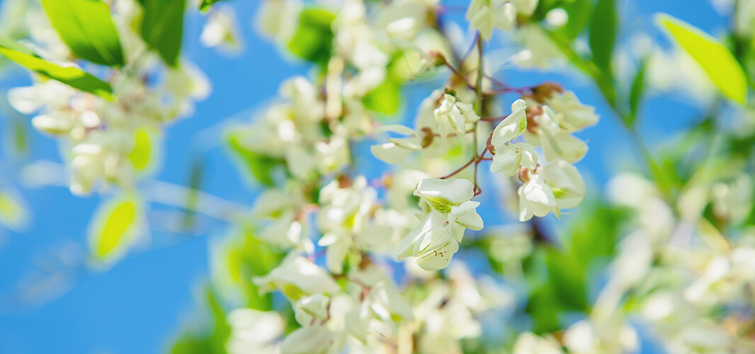 Acacia (2)