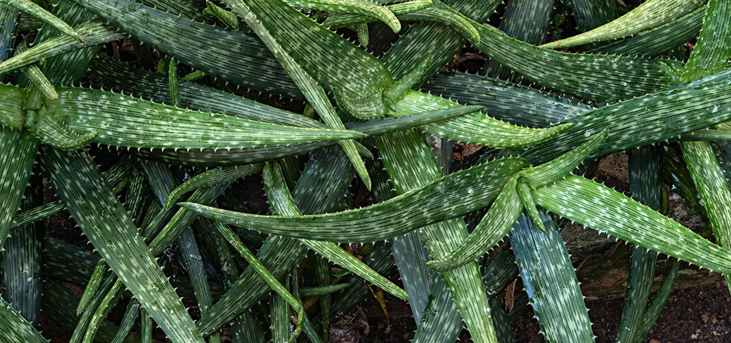 aloe dekstop 2