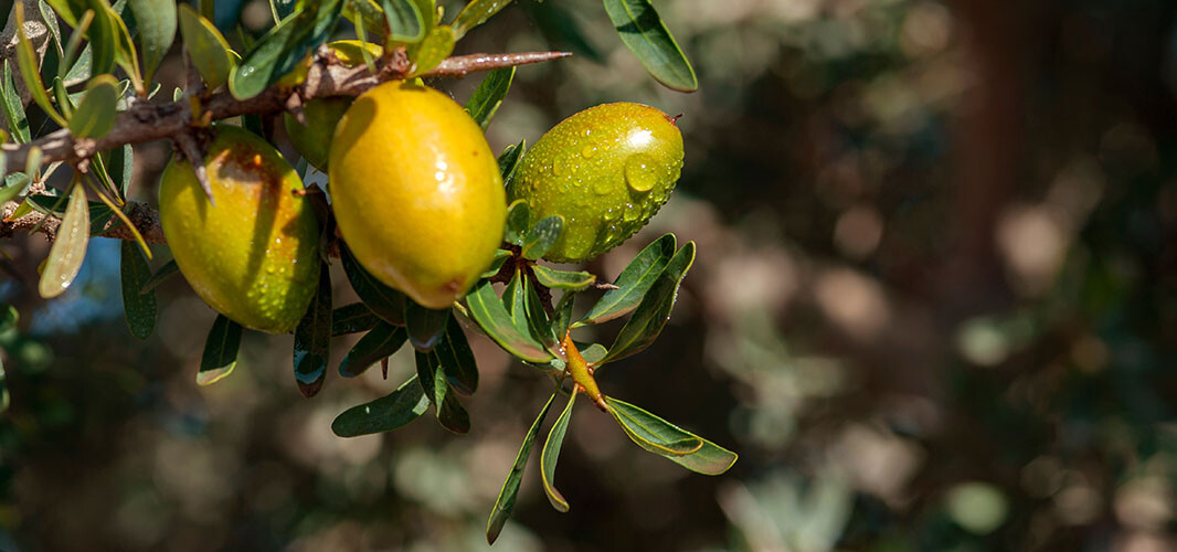 Argan (2)
