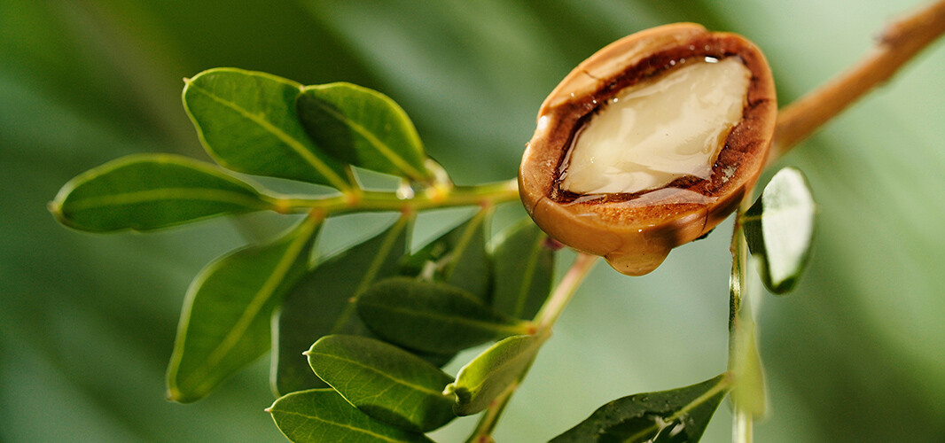 Argan (1)