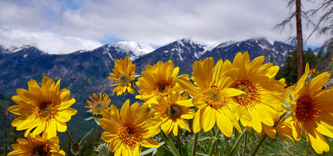 arnica (1)