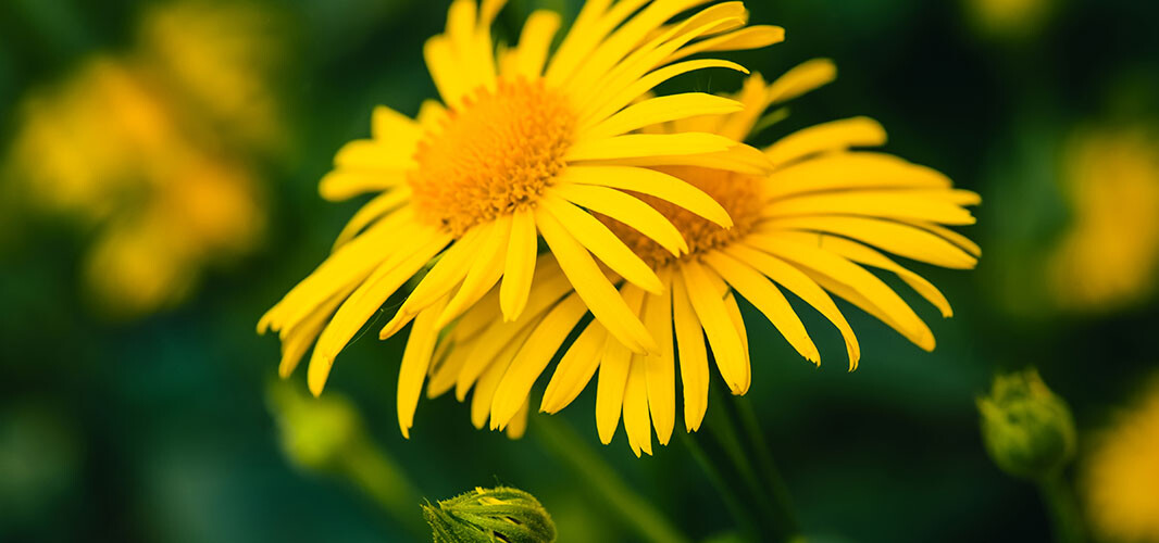 arnica (2)