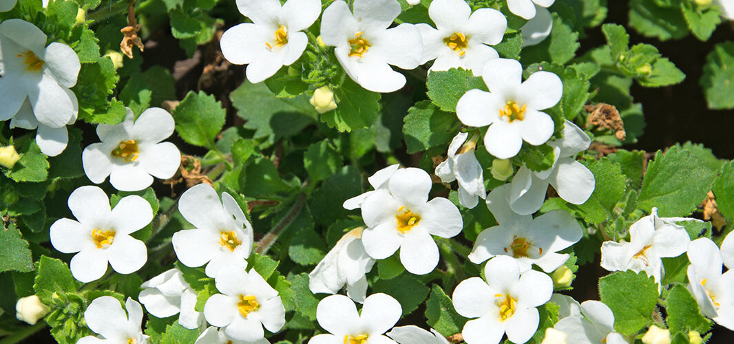 Bacopa (2)