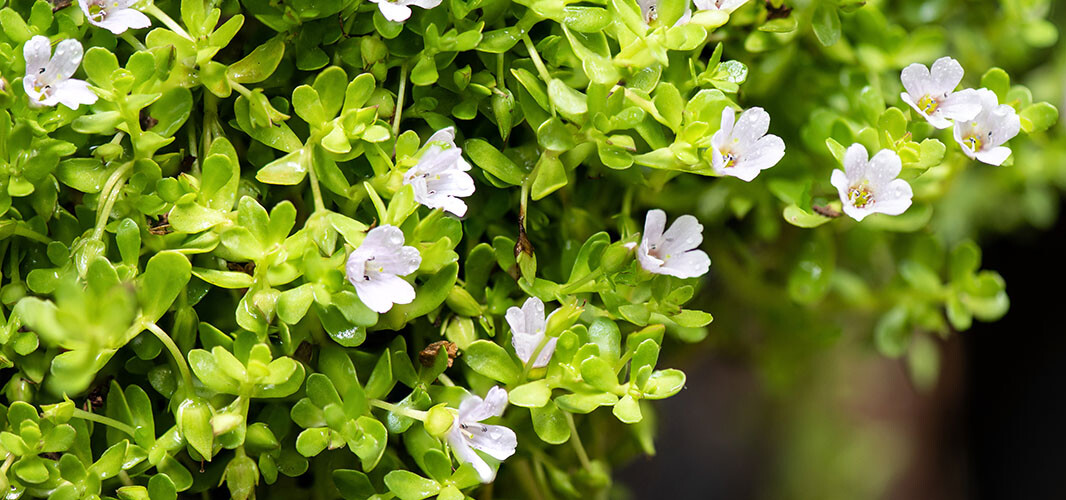 Bacopa (1)