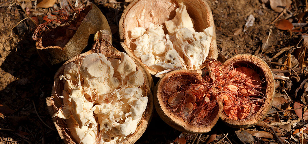 Baobab (2)