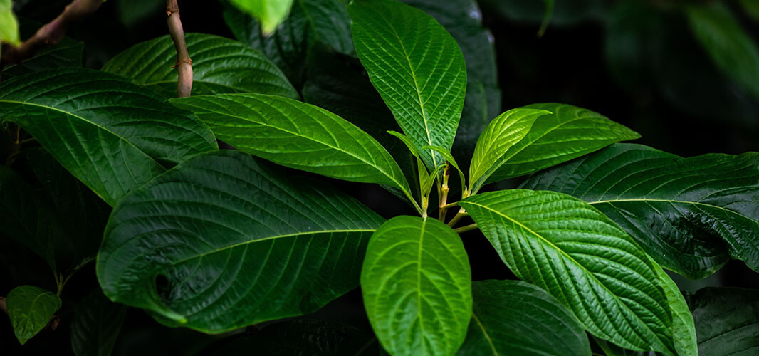 Basilic tropical (2)