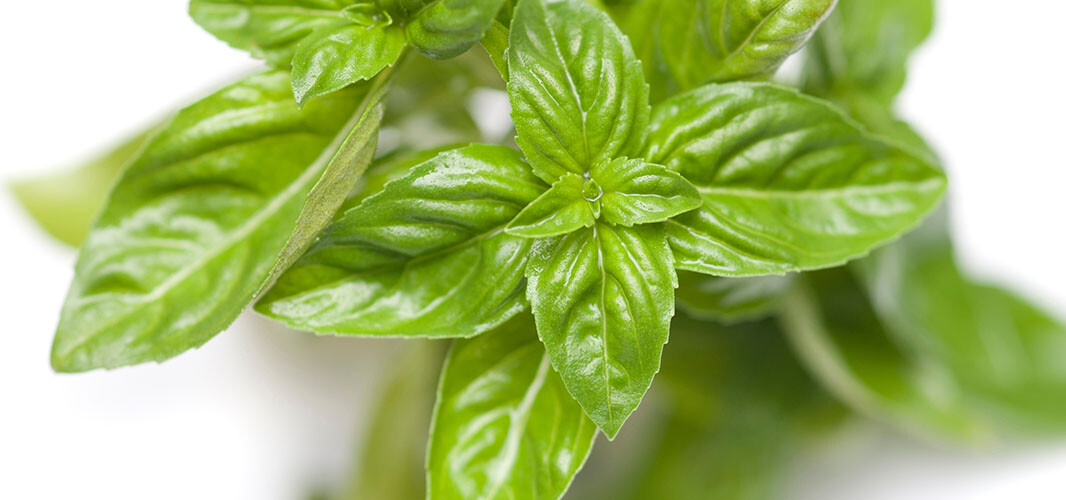 Basilic tropical (1)