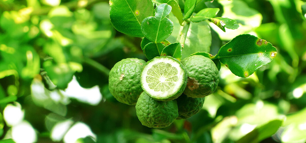 Bergamote (1)
