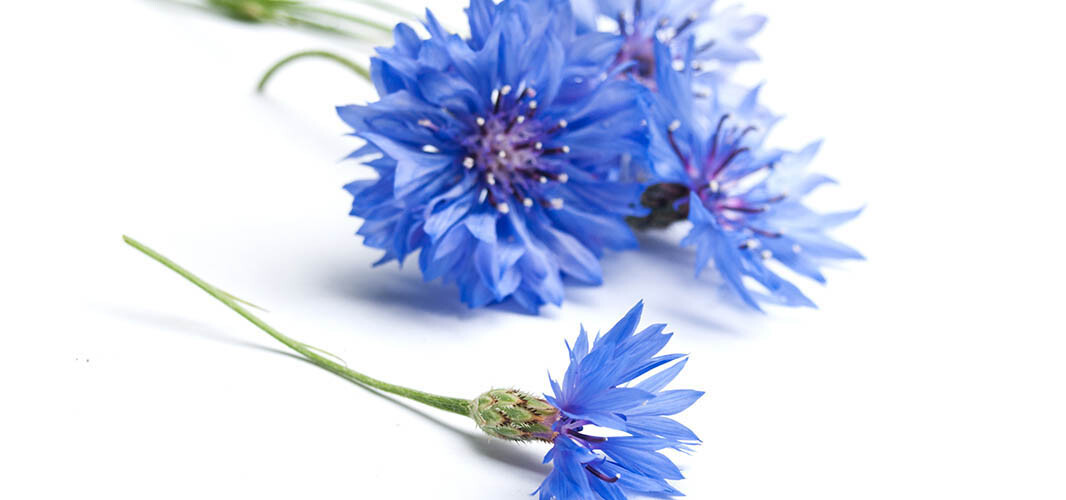 Bleuet (1)