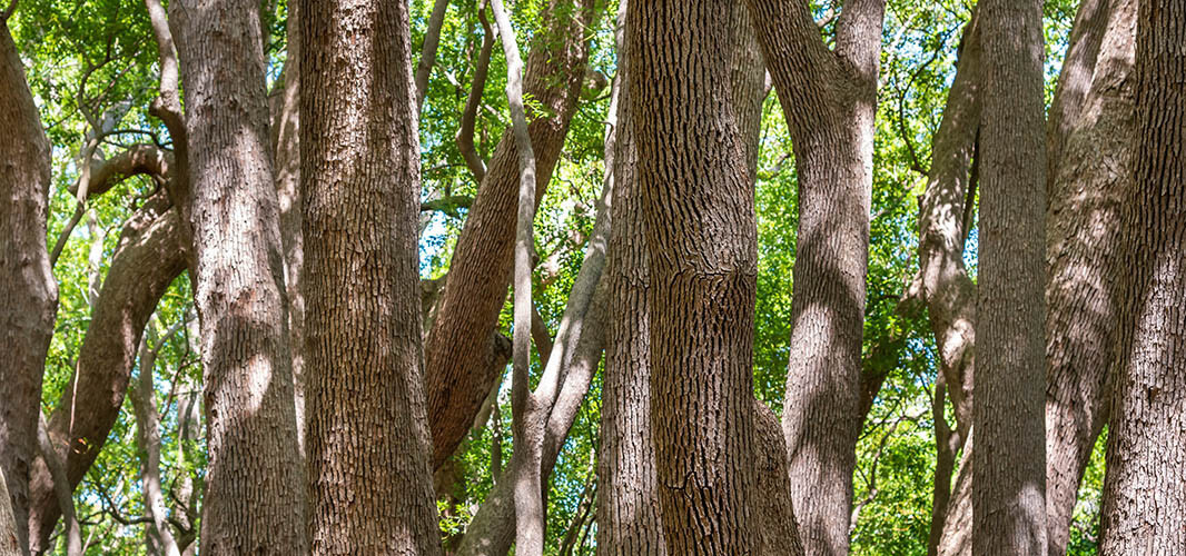 Bois de Hô (1)