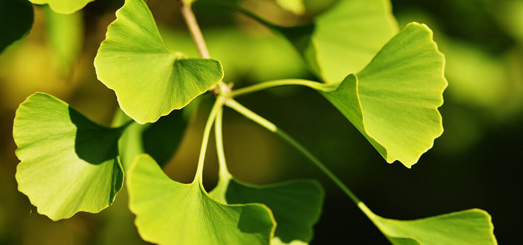 ginkgo biloba