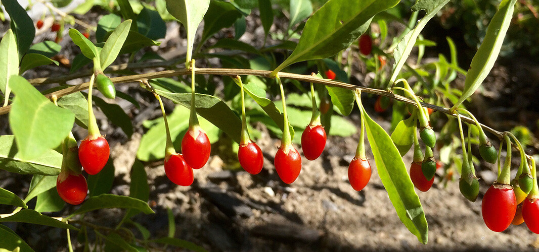 Goji (1)