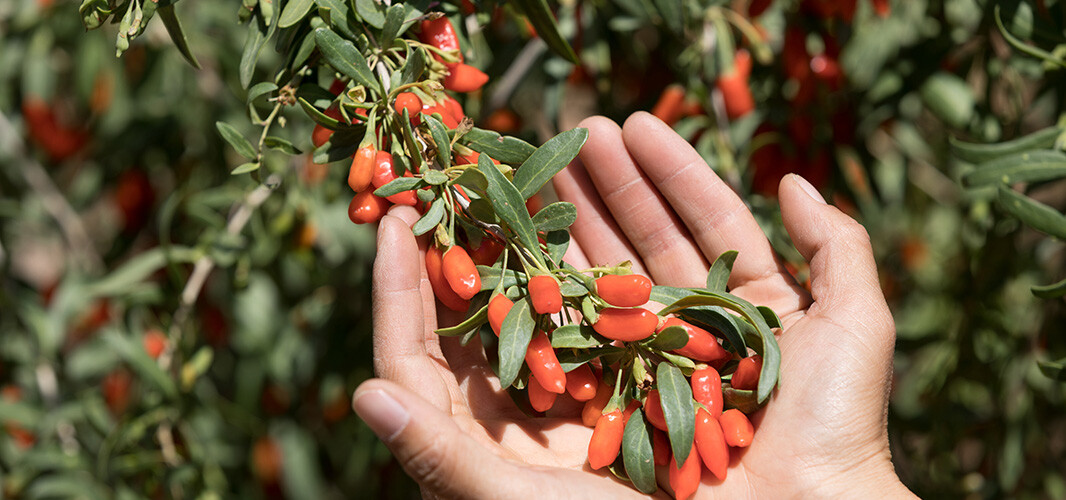 Goji (2)