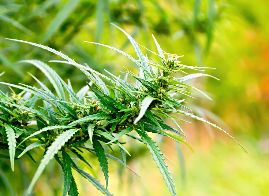CBD, Découvrez notre nouvelle gamme et profitez de ses bienfaits en toute sécurité !