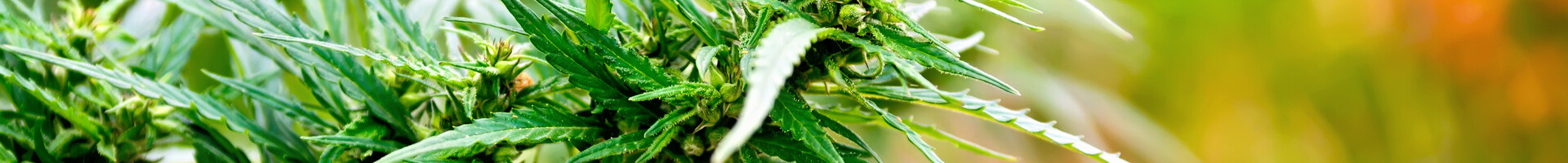 hemp-2021-08-27-09-30-37-utc (1) (1)