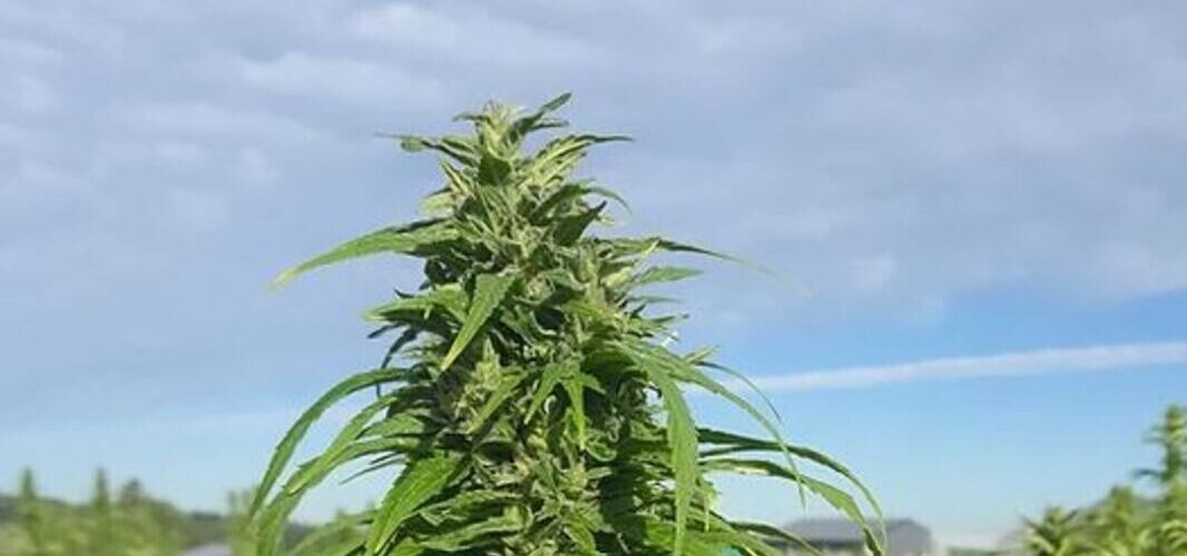 CBD chanvre (1)