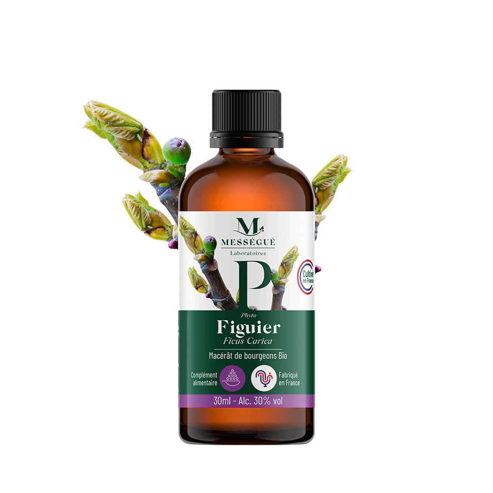Macérat de bourgeons de Figuier Bio 30ml Bourgeon de figuier